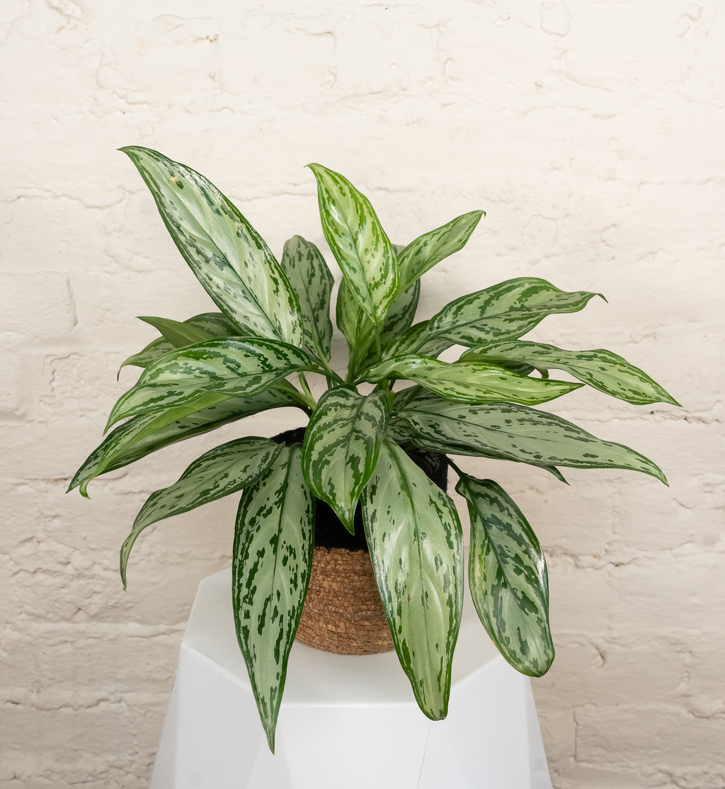 Chinese Evergreen