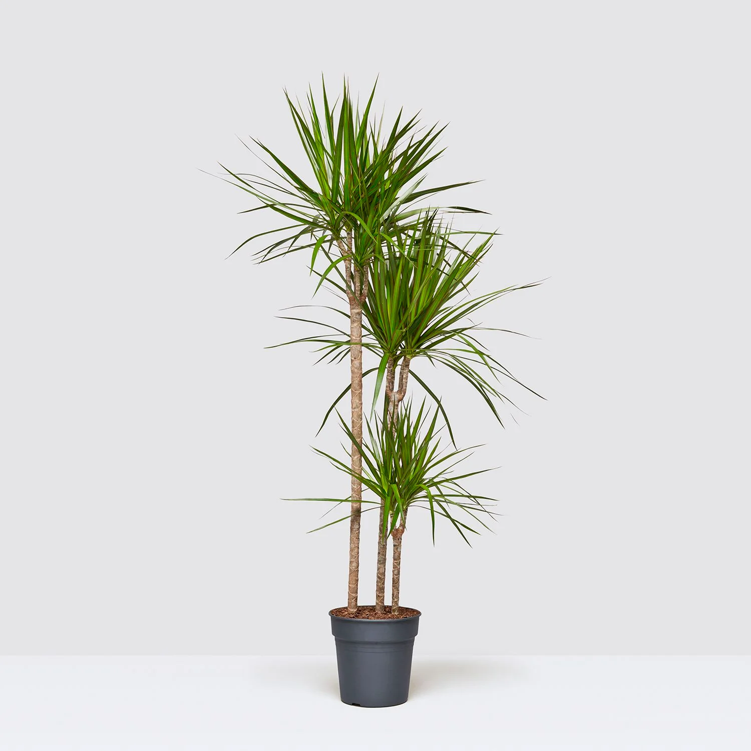Dragon Tree