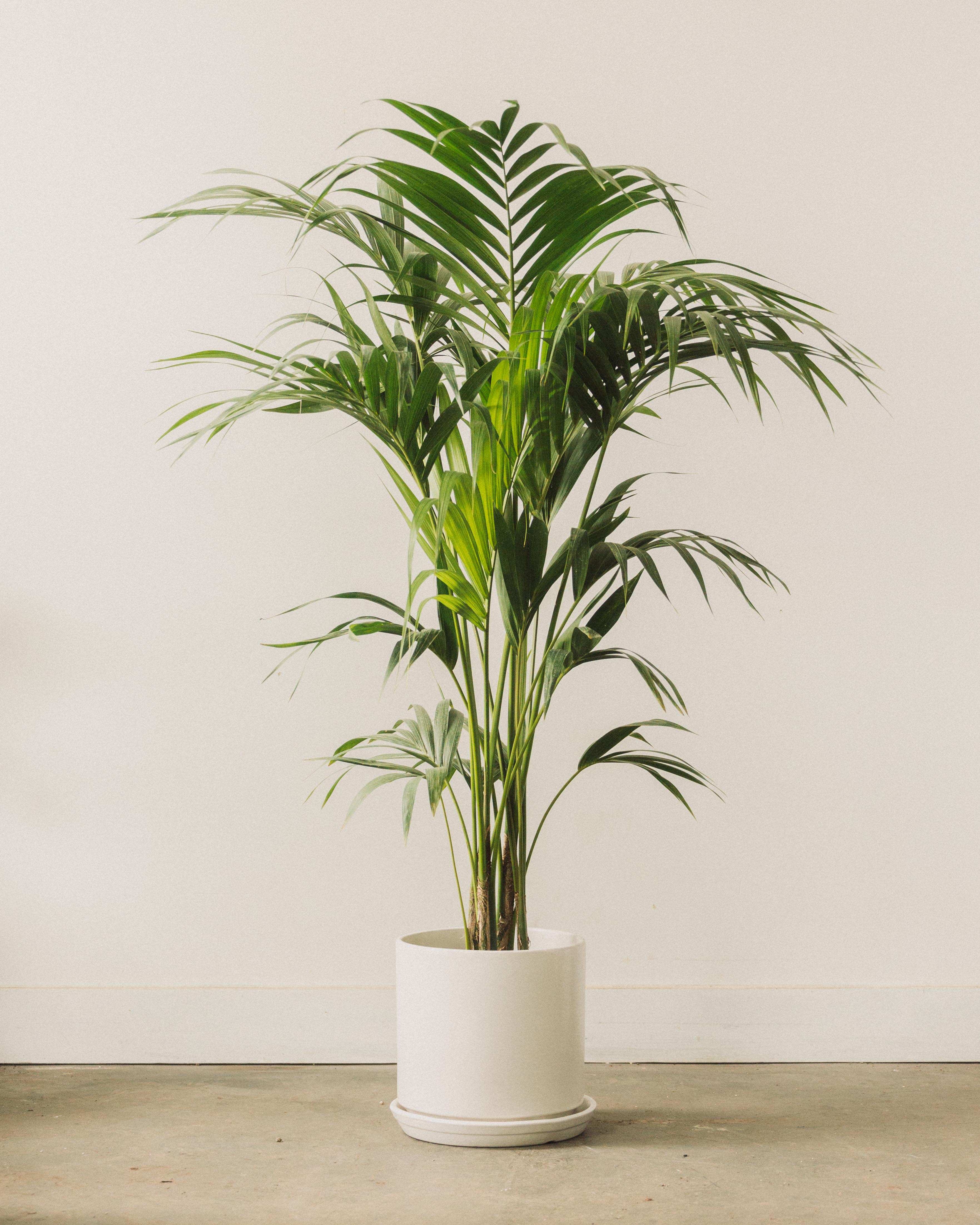 Kentia Palm