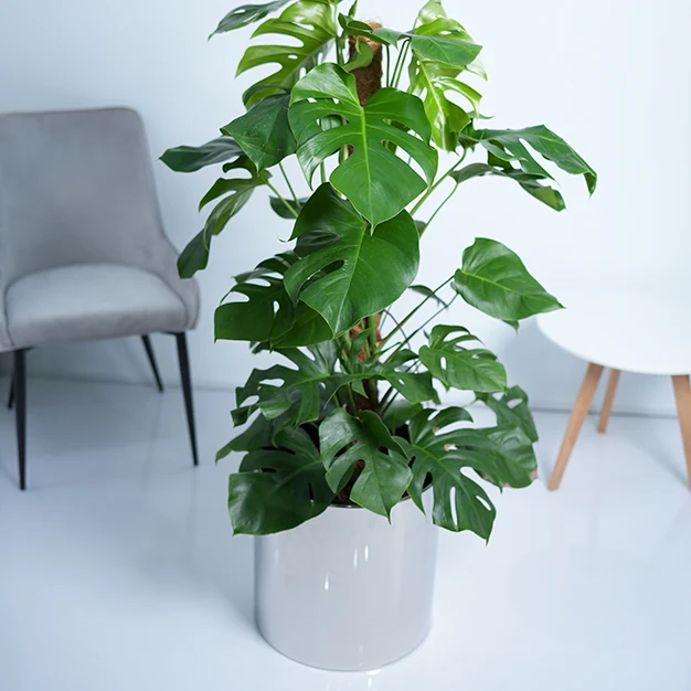Swiss Cheese Plant