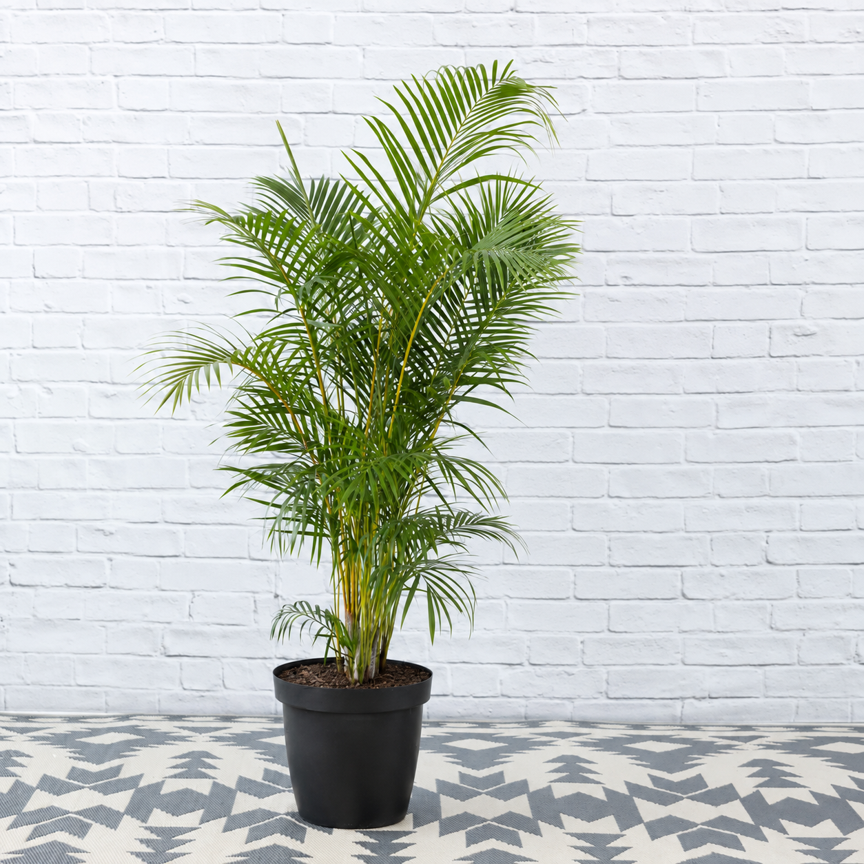 Parlor Palm
