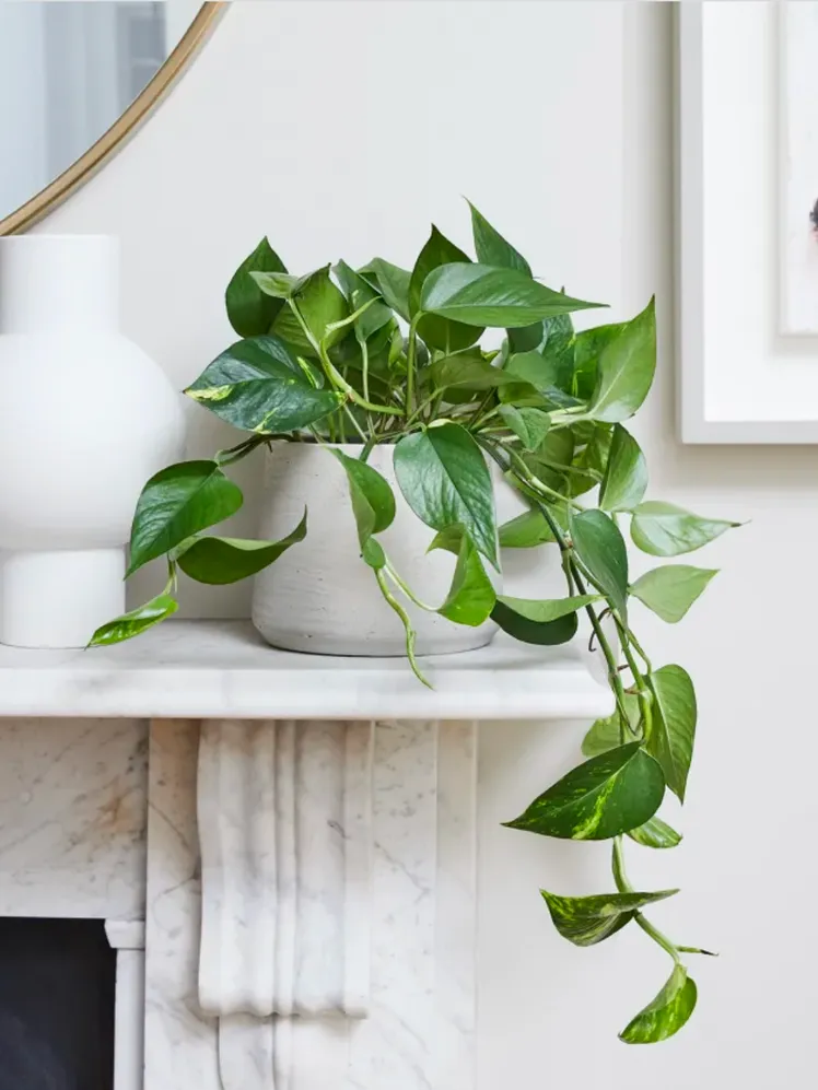Pothos