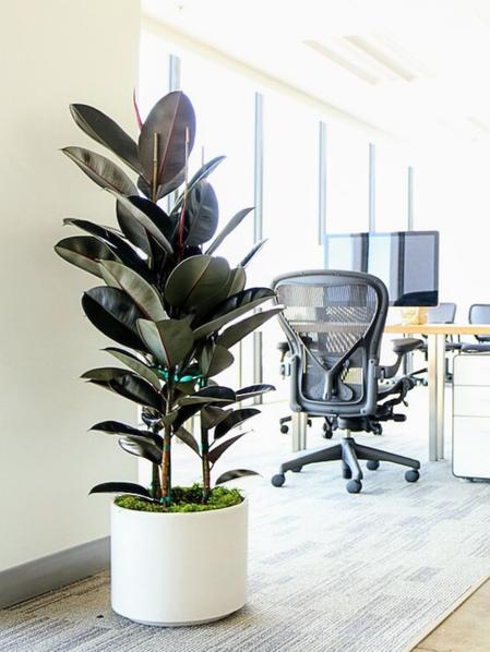 Rubber Plant