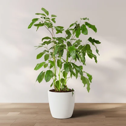 Umbrella Tree