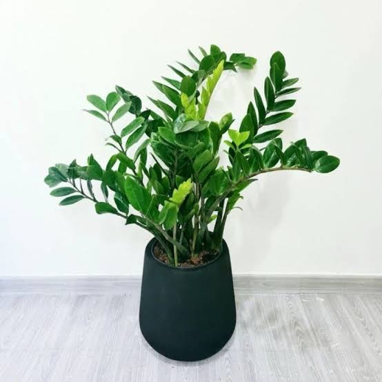 ZZ Plant